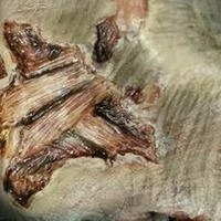 FX Tinsley Halloween Costumes, Accessories, Makeup FX Transers Small / Gash