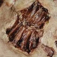 FX Tinsley FX Transers Small / Bite Halloween Costumes, Accessories, Makeup